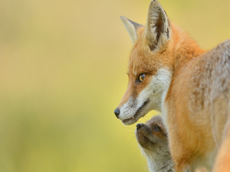 试管胳膊打针视频试管移植深度6.5试管料理制作流程